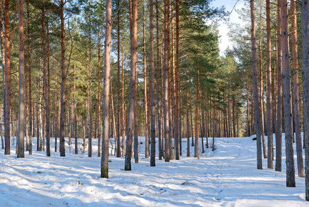 Northern Estonian covered with a snow winter pine-tree forest landscape with a footpath