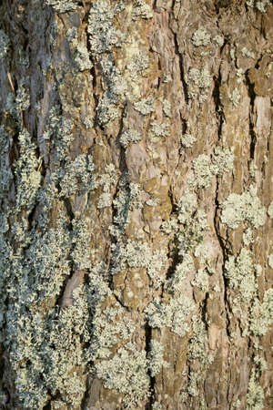 Pine-tree bark covered with lichen composition backgroundの写真素材