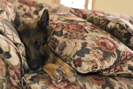 Cute german shepherd dog covered with sofa pillowsの写真素材
