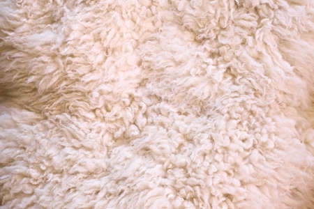 white furry wool as abstract texture background top viewの写真素材