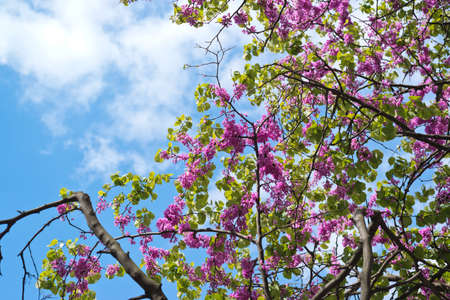 Branches of lilac flowers against the blue sky background compositionの写真素材