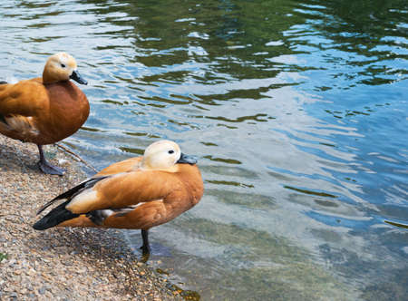 Pair of two brown ducks next to the water pondの写真素材