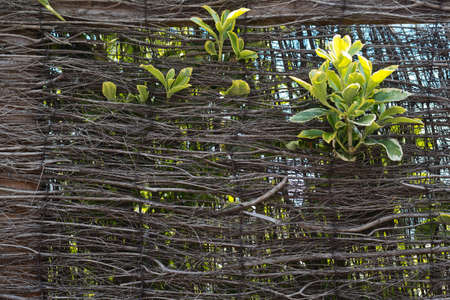 Green leaves growing through wicker wallの写真素材
