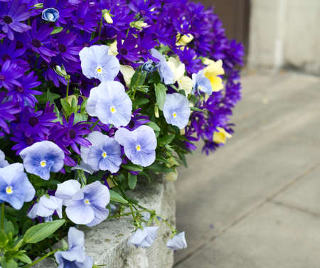Flower composition close-up shot as a nature backgroundの写真素材