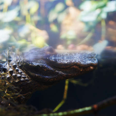 Crocodile head composition shot under waterの写真素材
