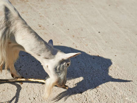 White wild goat gnawing a stickの写真素材