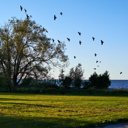 Flock of birds flying to the tree, outdoor nature composition