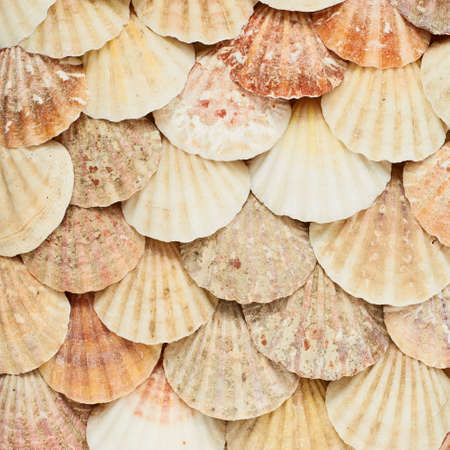 Surface covered with shells as a background textureの写真素材