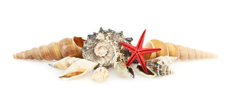 Pile of seashells isolated over the white background