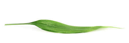 Palm tree leaf covered with tiny water drops, isolated over the white backgroundの写真素材