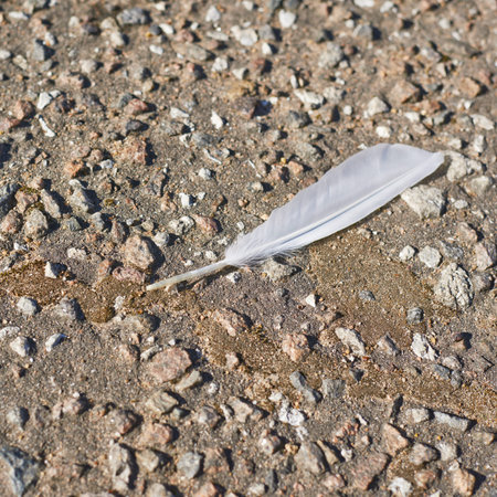 White feather on the ground compositionの写真素材