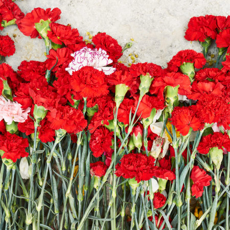 Fragment of a pile of red dianthus flowers as a background compositionの写真素材