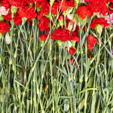 Fragment of a pile of red dianthus flowers as a background compositionの写真素材