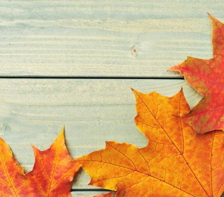 Colorful maple leaves over the painted green wooden boards as an autumn background composition
