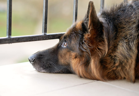 Sad german shepherd dog waiting for its masterの写真素材