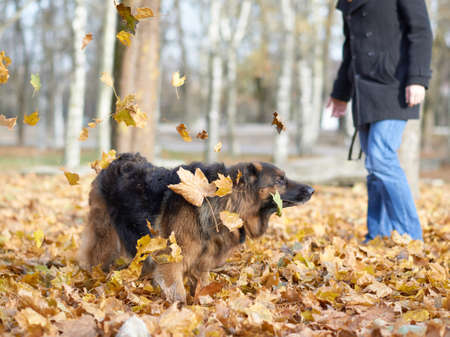German shepherd dog playing with the yellow maple leaves as an autumn background compositionの写真素材