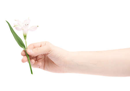 Hand holding an alstroemeria flower, composition isolated over the white backgroundの写真素材