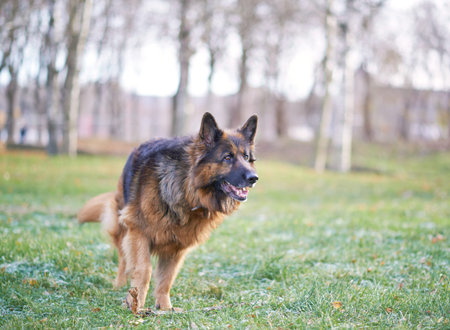 German shepherd dog composition against the autumn backdropの写真素材