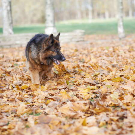 German shepherd dog standing on a ground covered with multiple maple leaves as an autumn background compositionの写真素材
