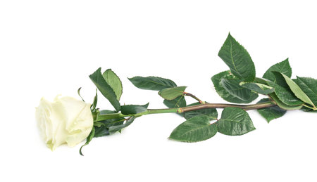 Single white rose isolated lying over the white surfaceの写真素材