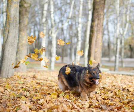 German shepherd dog playing with the yellow maple leaves as an autumn background compositionの写真素材