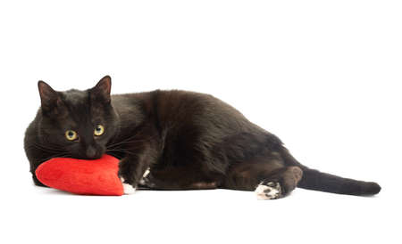 Black cat lying and using the toy red plush heart as a pillow, composition isolated over the white backgroundの写真素材