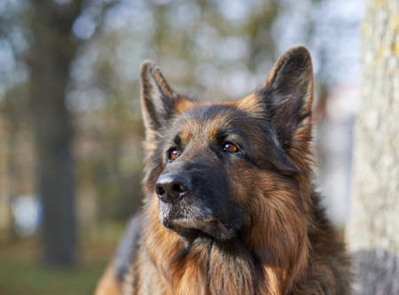 Portrait of the german shepherd dog against the autumn backdropの写真素材