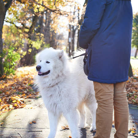 Walking the Arctic Spitz Samoyed dog on a leash, outdoor compositionの写真素材