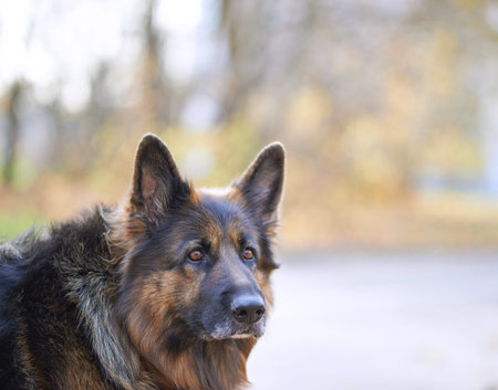 Portrait of the german shepherd dog against the autumn backdropの写真素材