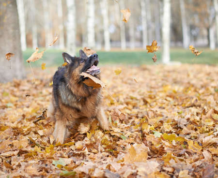 German shepherd dog playing with the yellow maple leaves as an autumn background compositionの写真素材