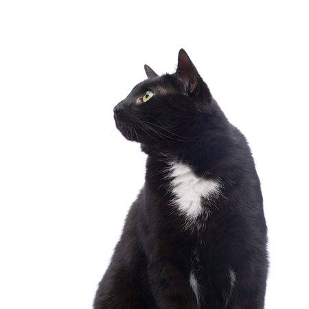 Sitting black cat isolated over the white backgroundの写真素材
