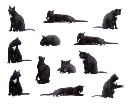 Black cat isolated over the white , set of multiple different foreshorteningsの写真素材