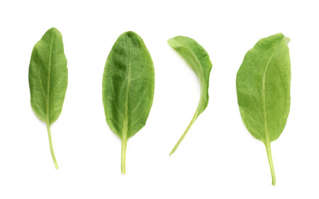 Multiple single green polygonaceae sorrel spinach dock herb leaves isolated over the white 