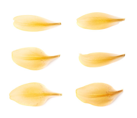 Set of multiple yellow royal trinity lily petal leaves isolated over the white の写真素材