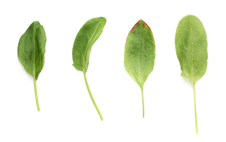 Multiple single green polygonaceae sorrel spinach dock herb leaves isolated over the white backgroundの写真素材