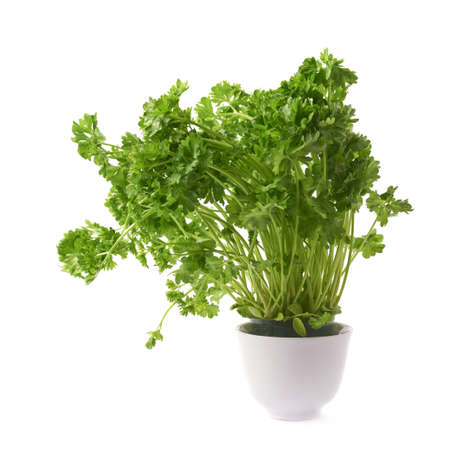Petroselinum crispum apiaceae garden parsley plant in a white ceramic pot, composition isolated over the white backgroundの写真素材