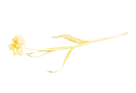 Dried yellow tulip flower over isolated white backgroundの写真素材