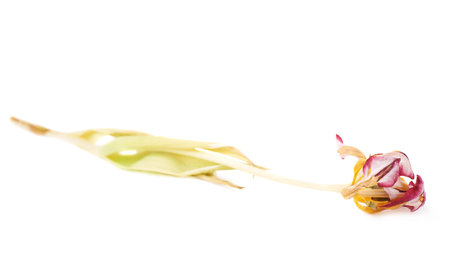 Dried pink magenta tulip flower over isolated white backgroundの写真素材