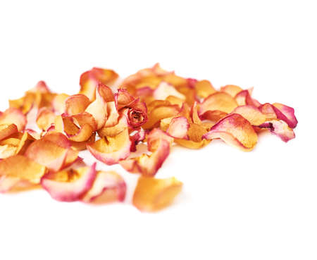 White surface covered with pink old dried rose petals as a romantic background compositionの写真素材