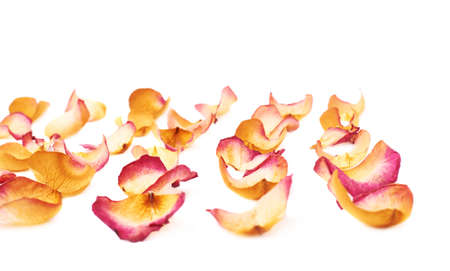 White surface covered with pink old dried rose petals as a romantic background compositionの写真素材