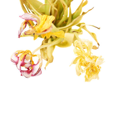 Dried pink and yellow tulip flowers over isolated white backgroundの写真素材