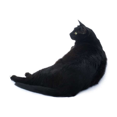 Lying on the floor black cat isolated over the white backgroundの写真素材