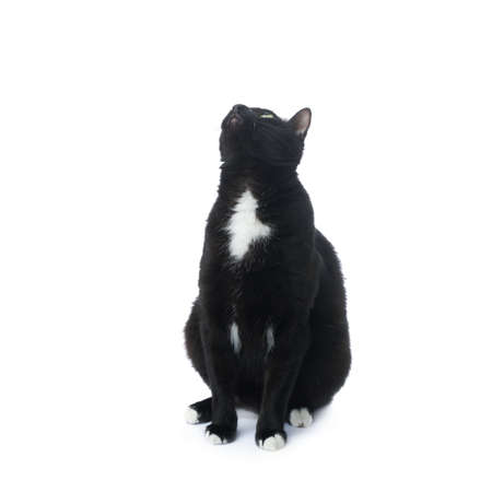 Sitting on the floor black cat isolated over the white backgroundの写真素材
