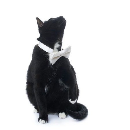 Sitting on the floor black cat with bow tie isolated over the white backgroundの写真素材