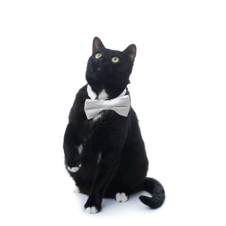 Sitting on the floor black cat with bow tie isolated over the white backgroundの写真素材