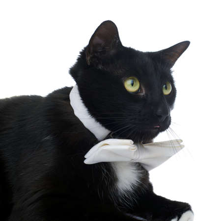 Lying on the floor black cat with bow tie isolated over the white backgroundの写真素材