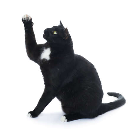 Sitting on the floor black cat isolated over the white backgroundの写真素材