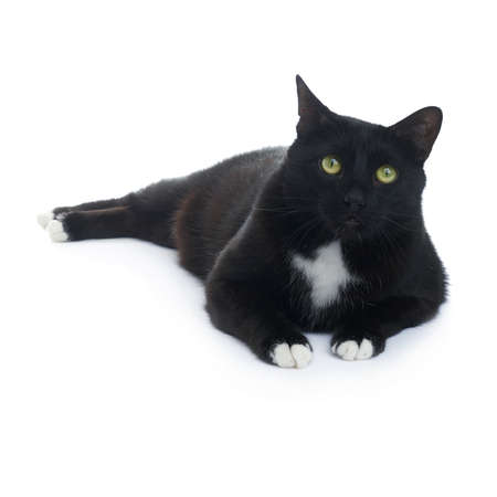 Lying on the floor black cat isolated over the white backgroundの写真素材