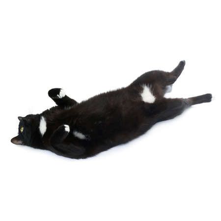 Lying on the floor black cat isolated over the white backgroundの写真素材