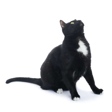 Sitting on the floor black cat isolated over the white backgroundの写真素材